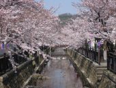 八瀬川（桜）