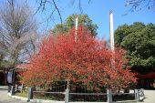 冠稲荷神社（ボケ）