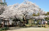 世良田東照宮（桜）