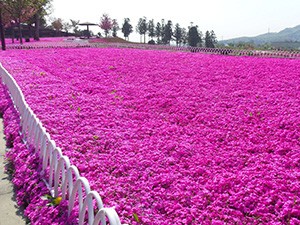 おおた芝桜まつり