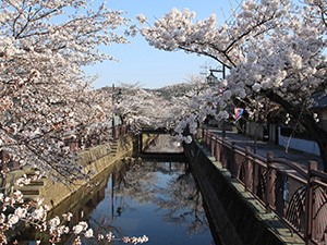 第19回八瀬川さくら祭り