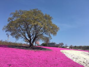 北部運動公園（芝桜）